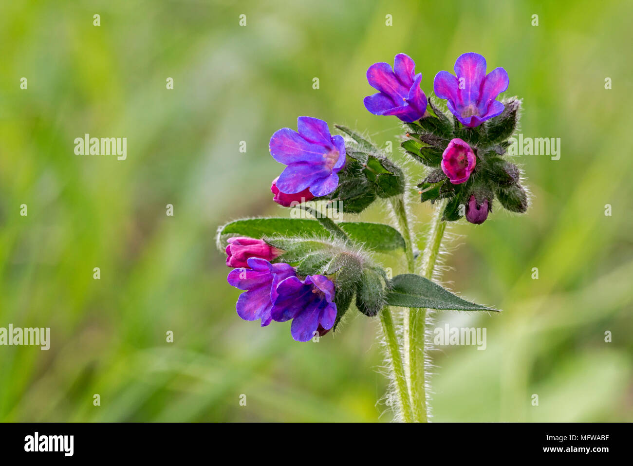 Mountain lungwort (Pulmonaria montana) in fiore Foto Stock
