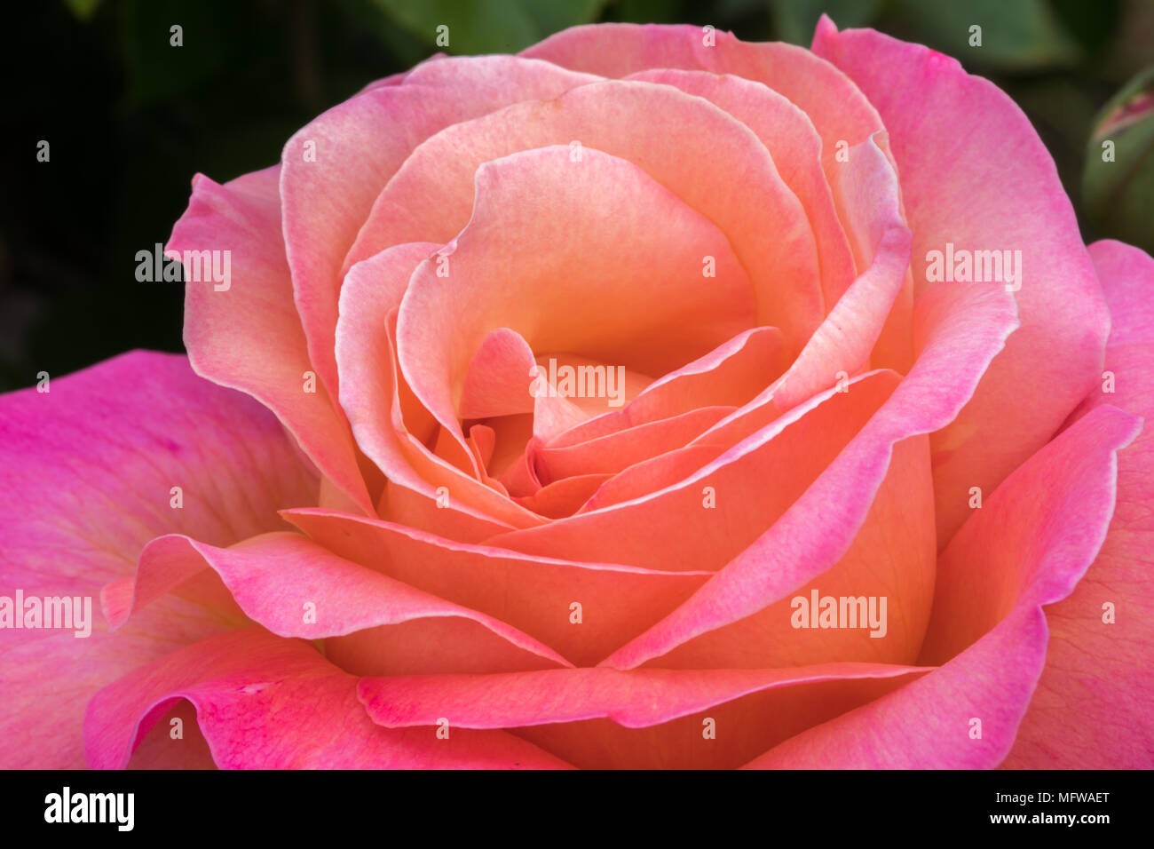 Rosa e pesca tè ibrido la fioritura delle rose in California del Nord. Foto Stock