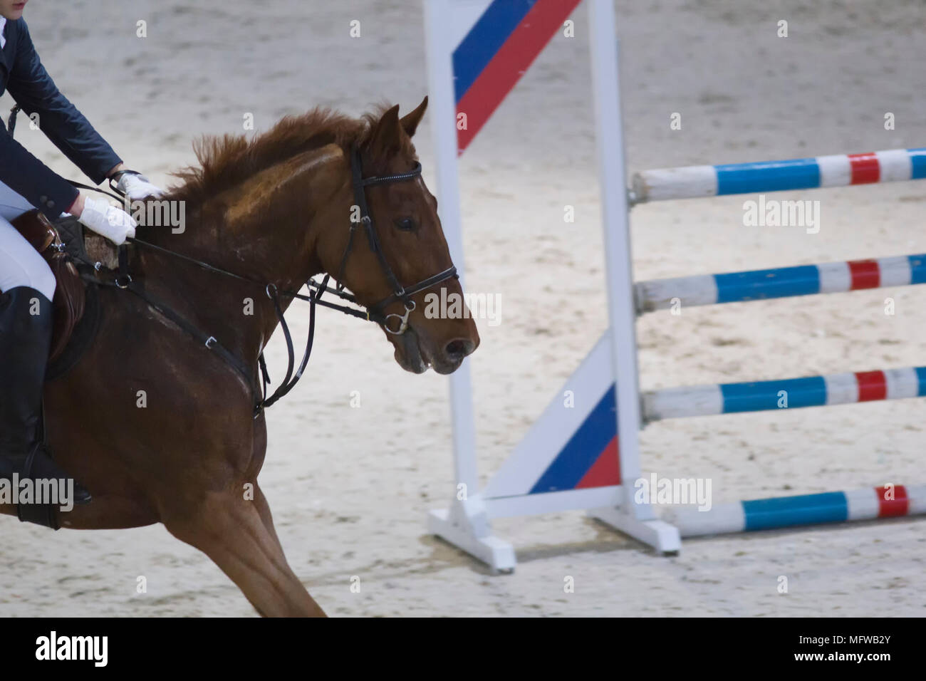 Giovane pilota seduto sul cavallo nero al show jumping concorrenza Foto Stock