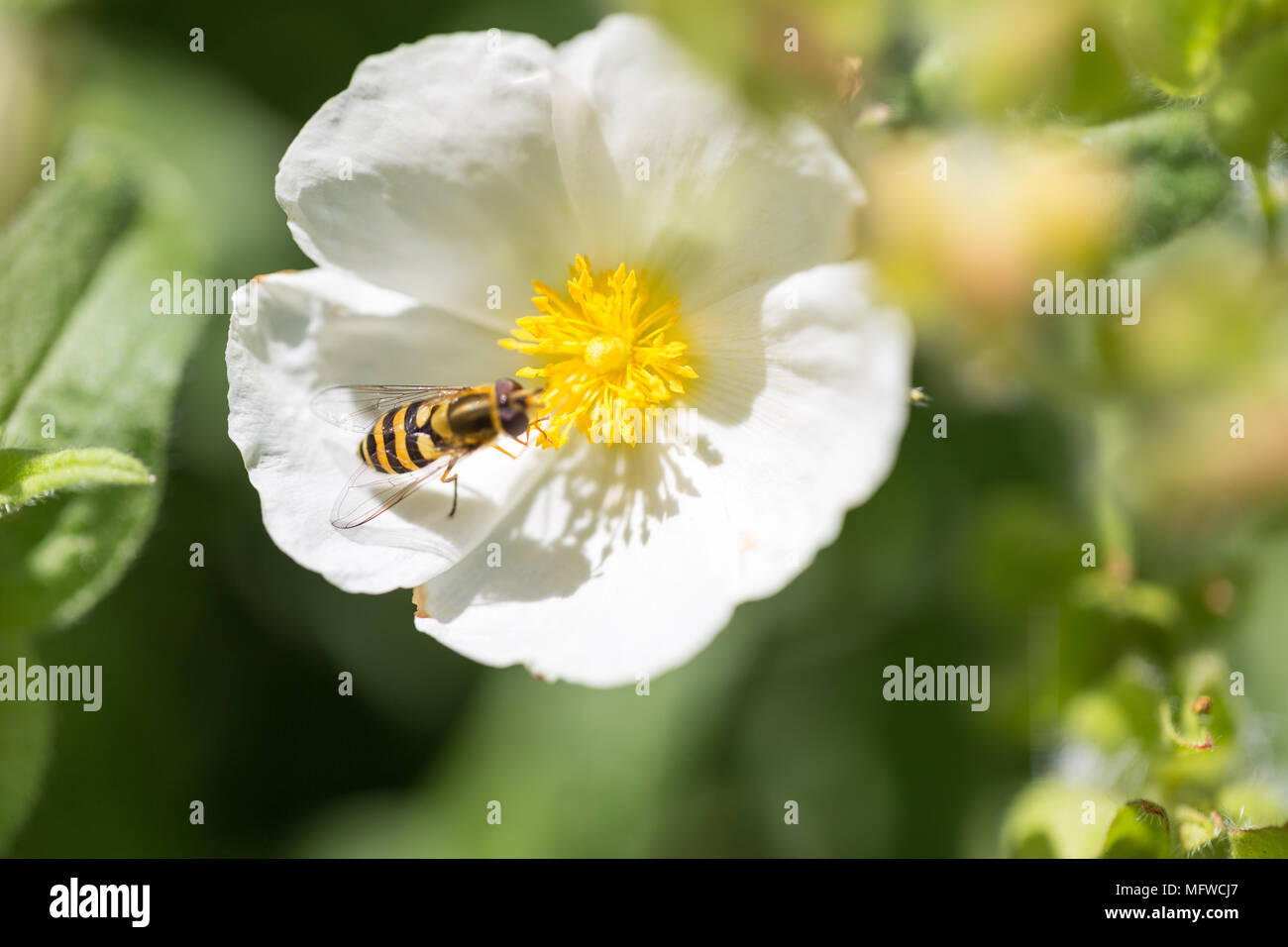 Fiore bianco con centro di colore giallo, con insetti e sfondo sfocato Foto Stock