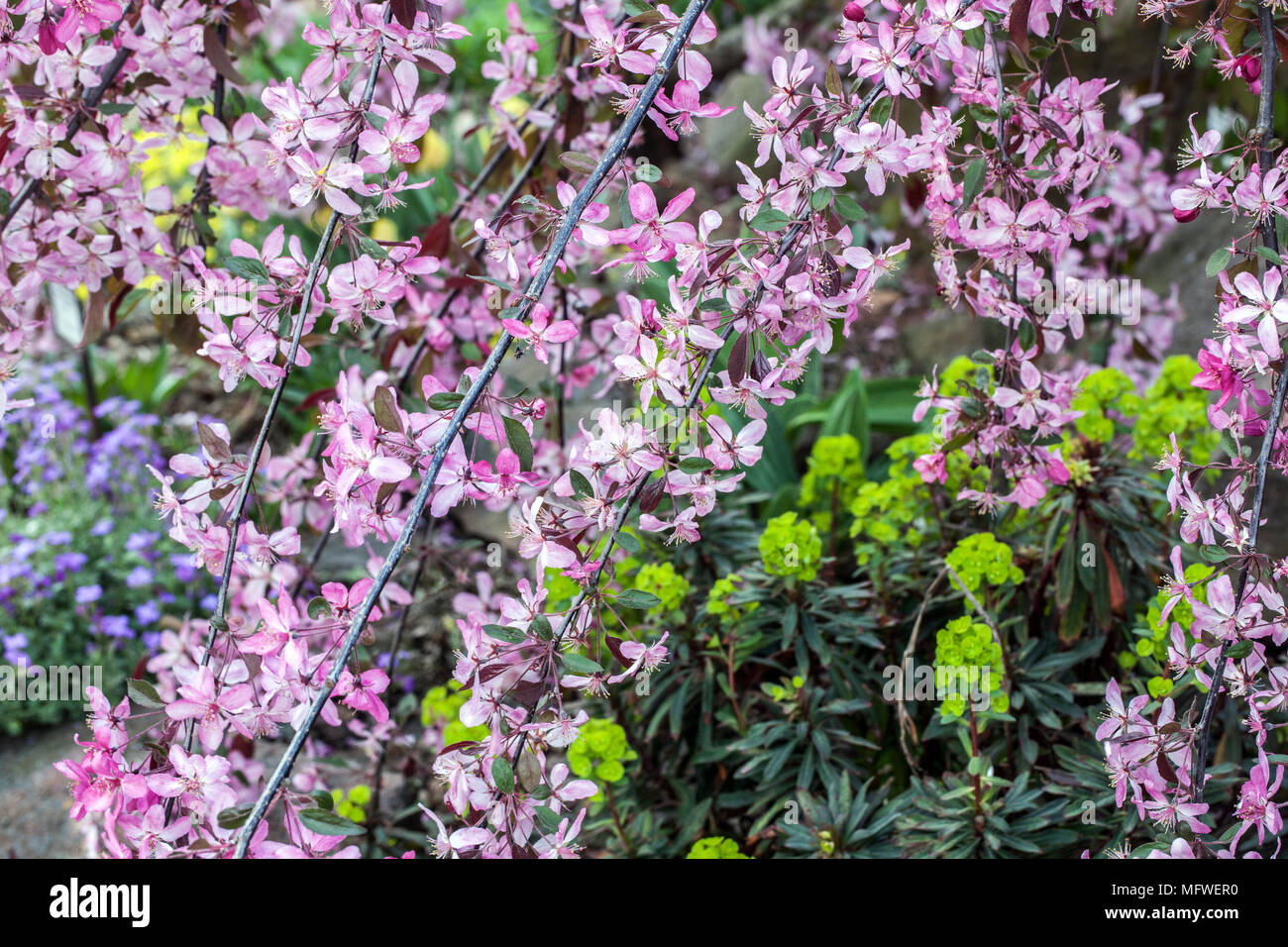Crab Apple, ornamentali a sbalzo melo, Malus bellezza regale, Euphorbia Foto Stock