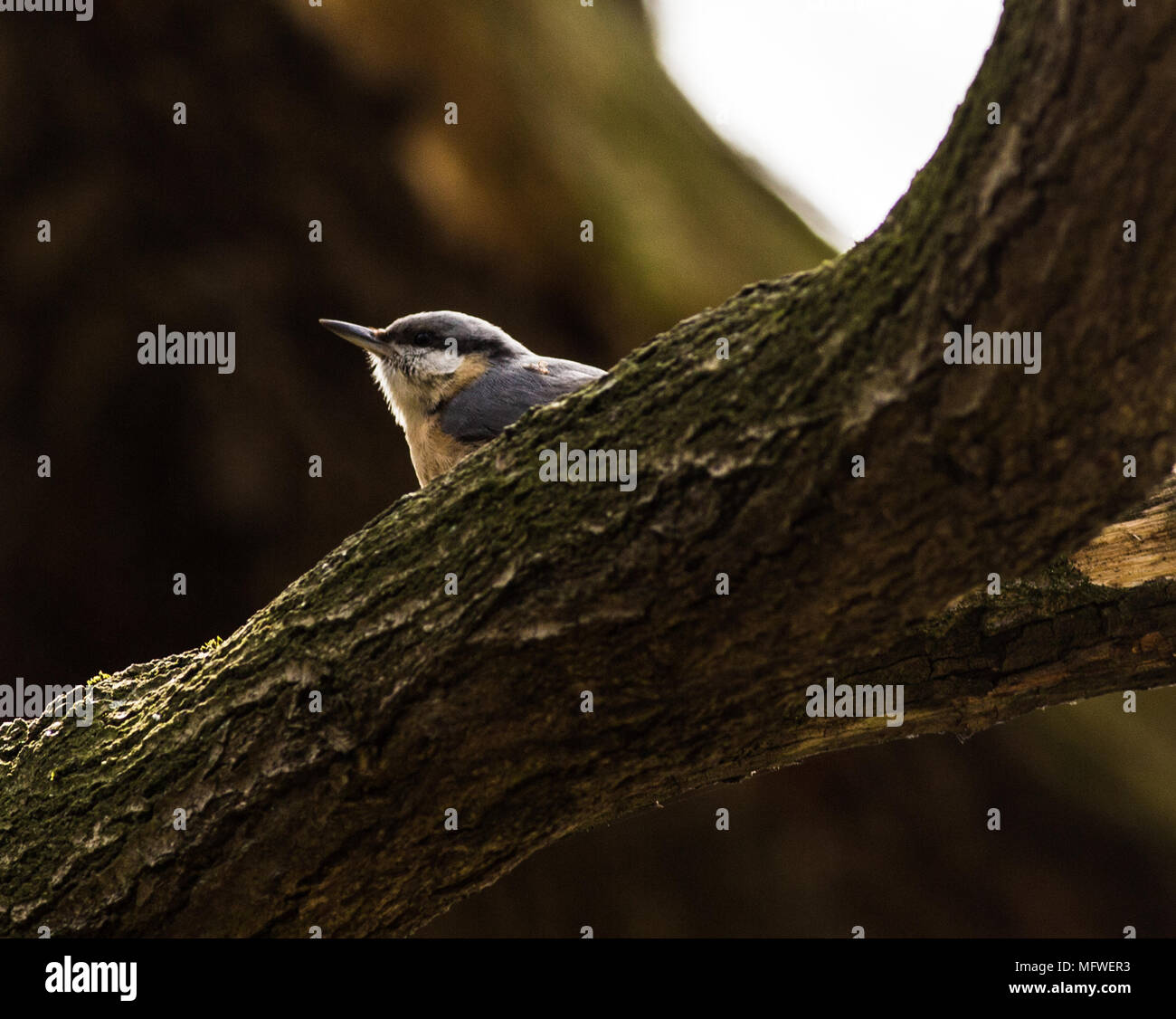 La vita degli uccelli, UCCELLO CANTO,giù e il volo. Ritratti di uccelli Foto Stock