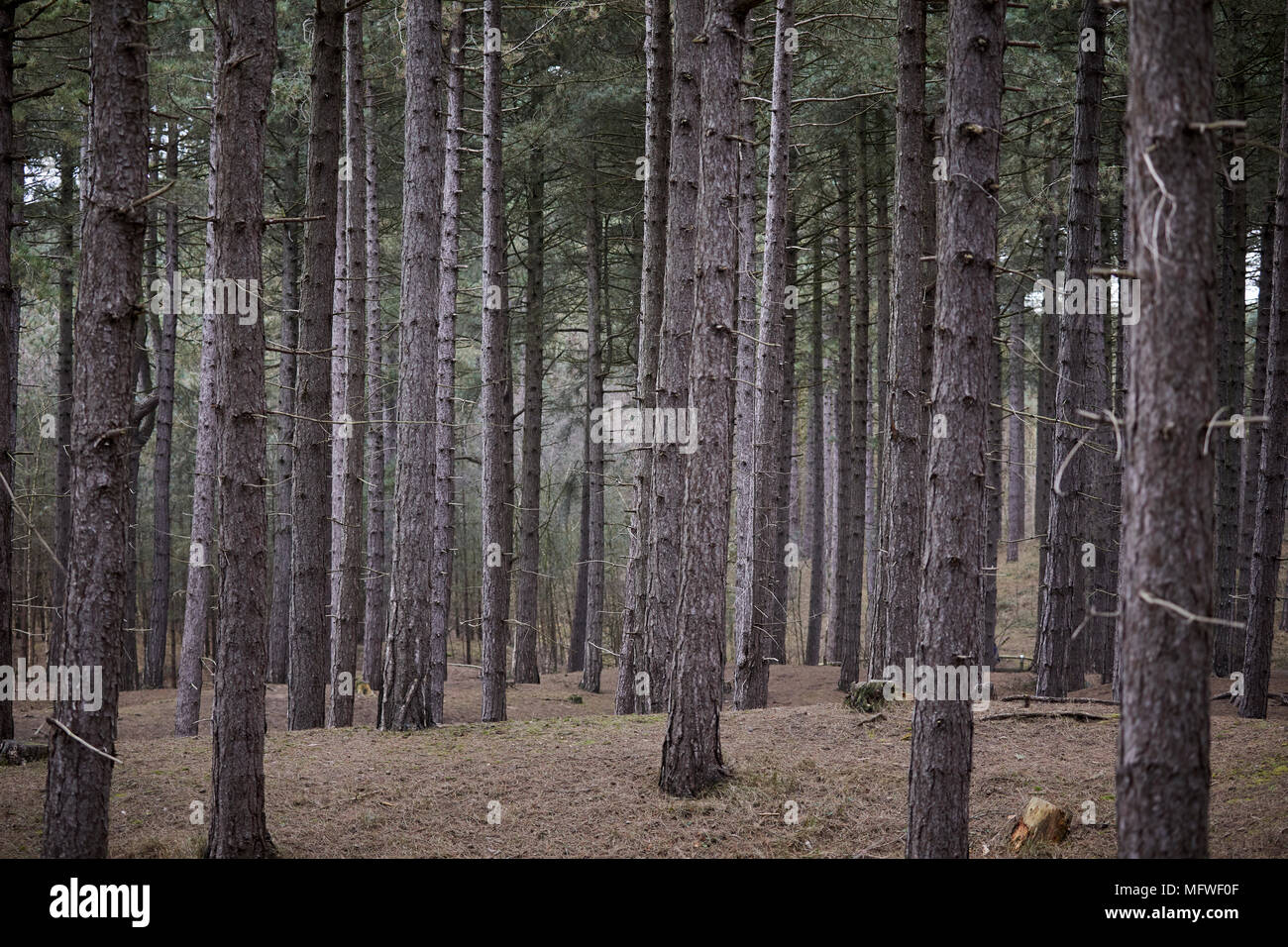 Formby, Borough di Sefton, Merseyside England. Freshfield riserva scoiattolo Foto Stock