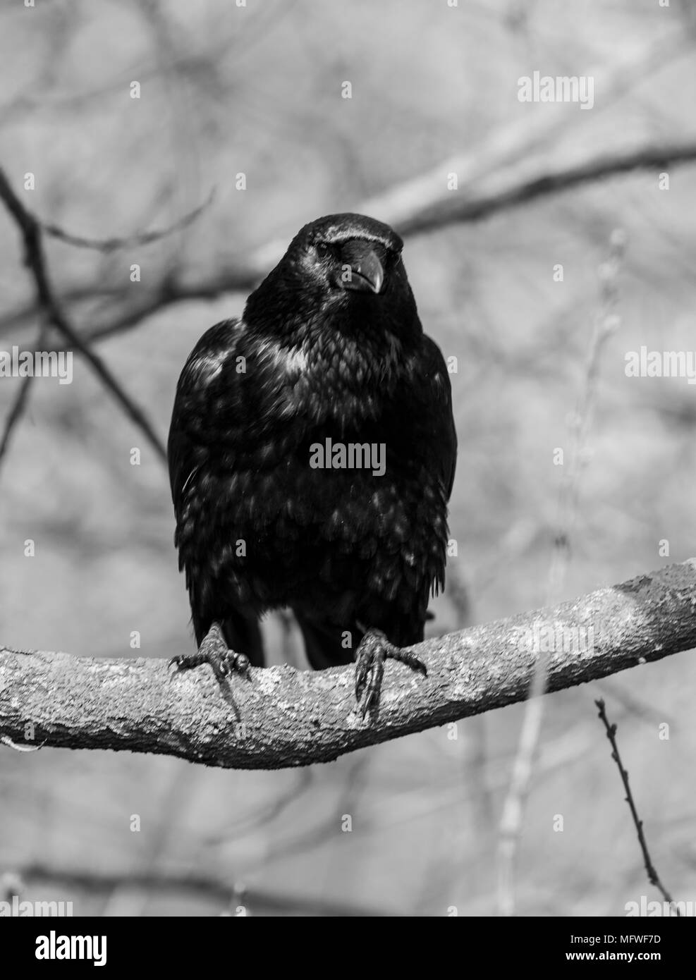 La vita degli uccelli, UCCELLO CANTO,giù e il volo. Ritratti di uccelli Foto Stock