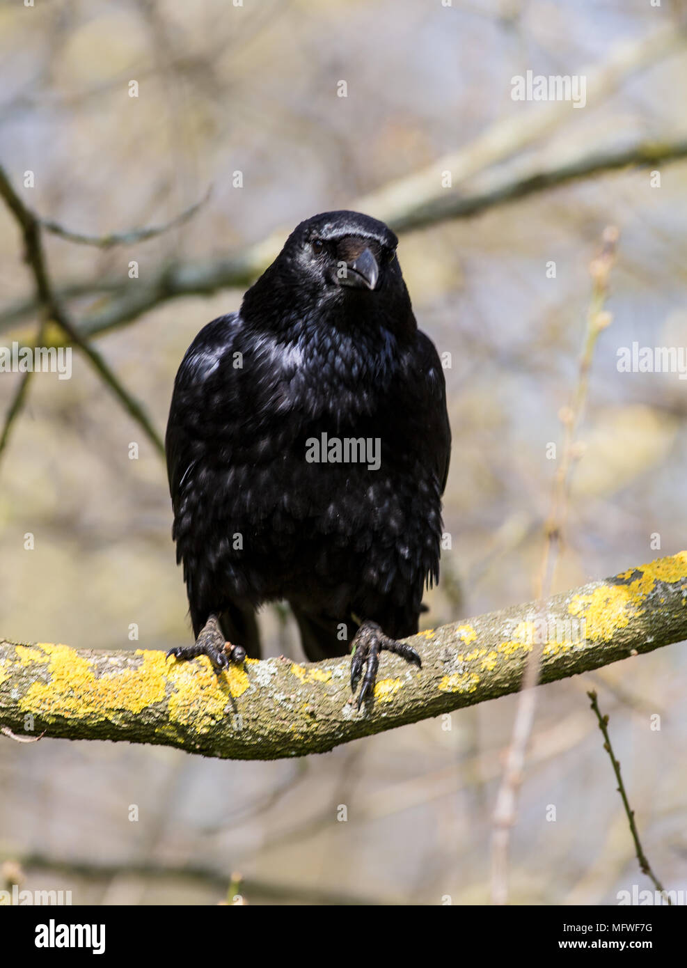 La vita degli uccelli, UCCELLO CANTO,giù e il volo. Ritratti di uccelli Foto Stock