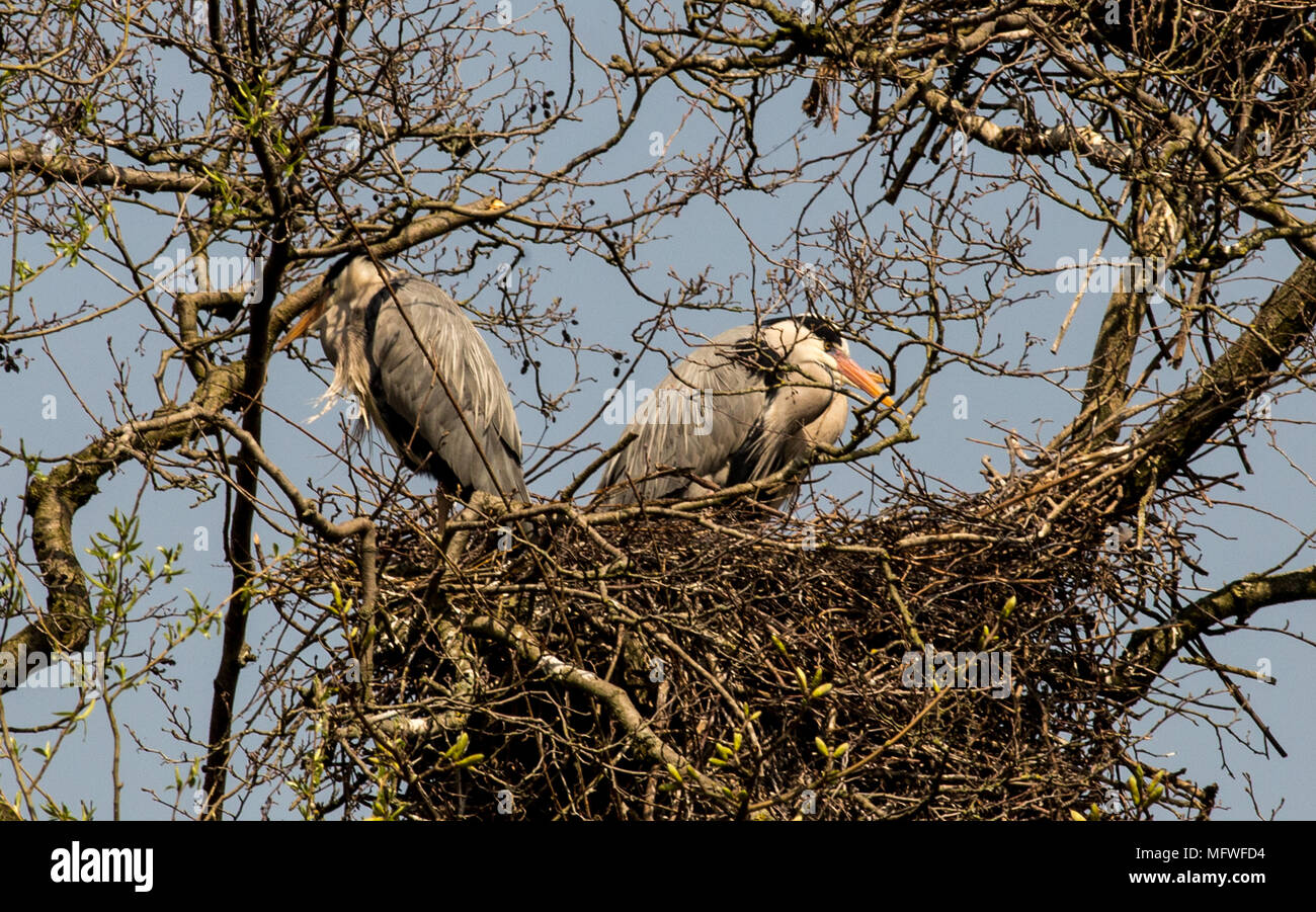 La vita degli uccelli, UCCELLO CANTO,giù e il volo. Ritratti di uccelli Foto Stock