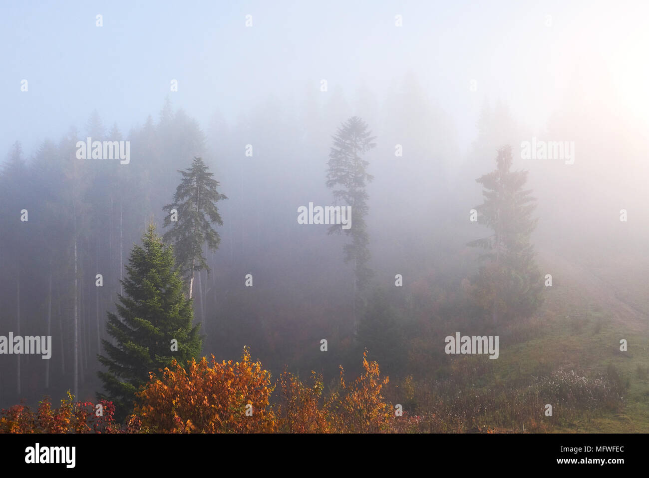 Nebbia di mattina si muove lentamente con sfridi oltre l'autunno di foreste di montagna coperto di foglie di oro Foto Stock