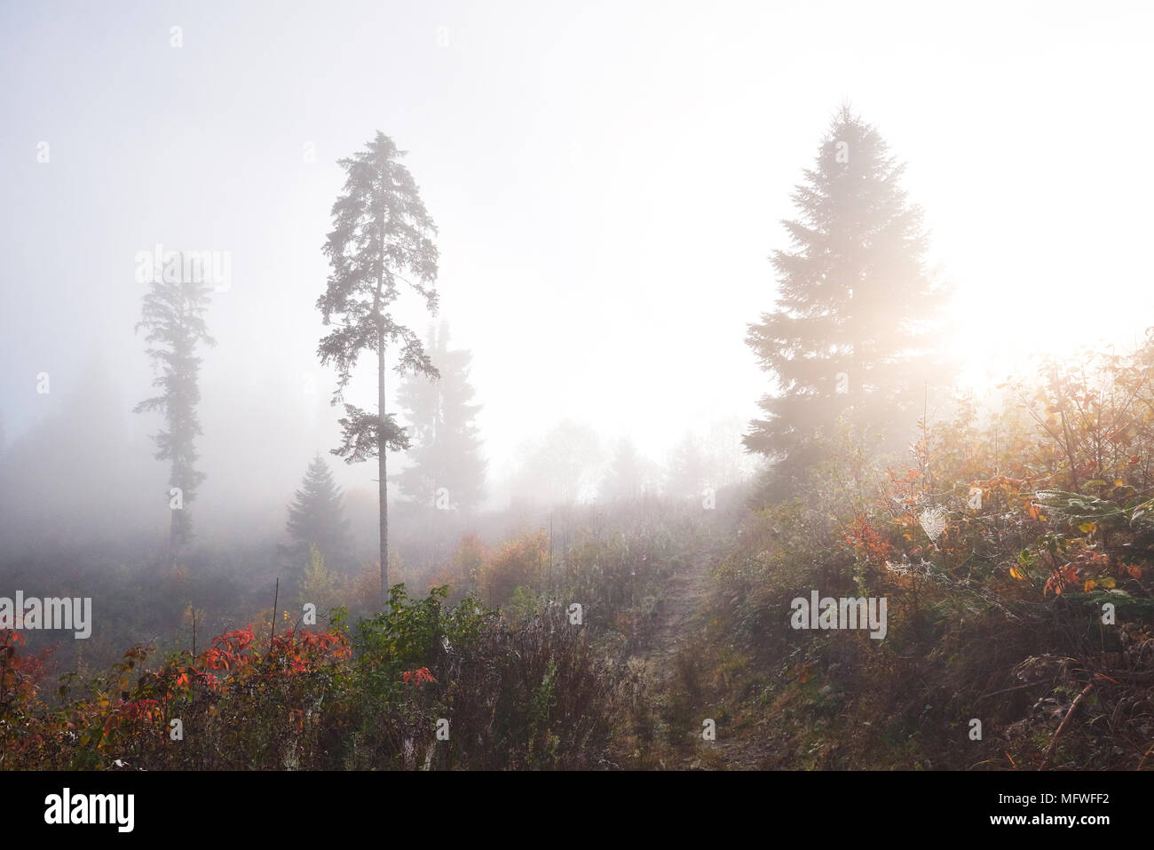 Nebbia di mattina si muove lentamente con sfridi oltre l'autunno di foreste di montagna coperto di foglie di oro Foto Stock