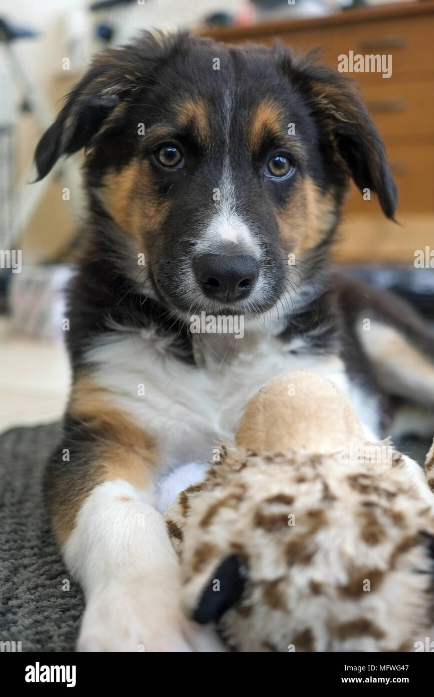 Border Collie cucciolo giocattolo con Foto Stock