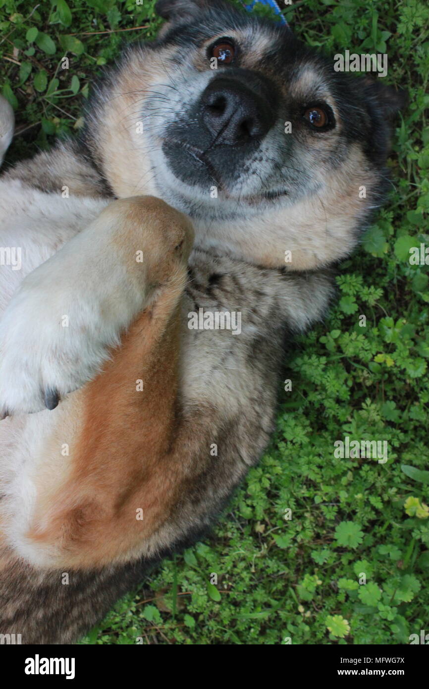 Una foto da una felice cane randagio da un benessere degli animali unione Atene Grecia Foto Stock