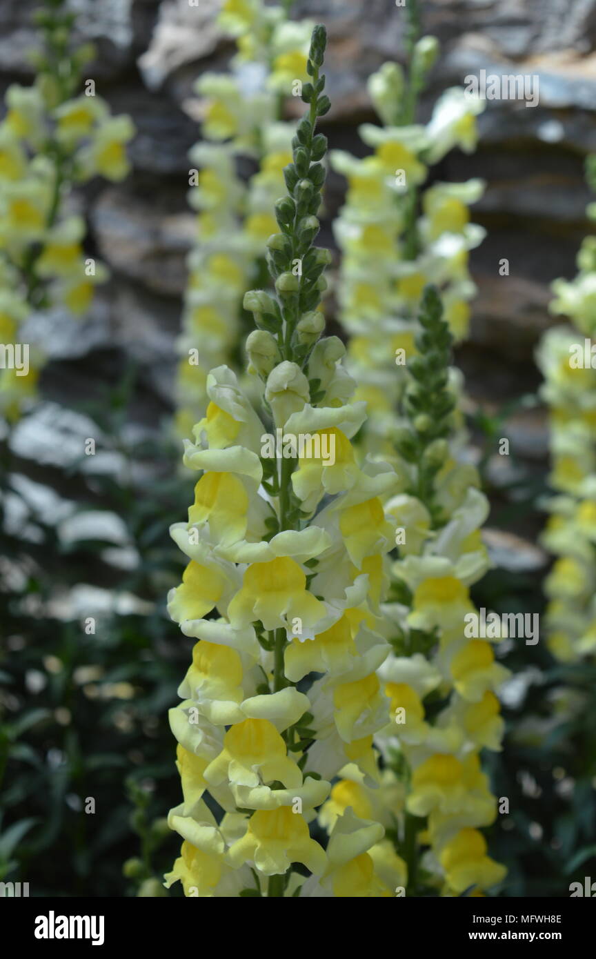 Fiori di bocca di leone Foto Stock