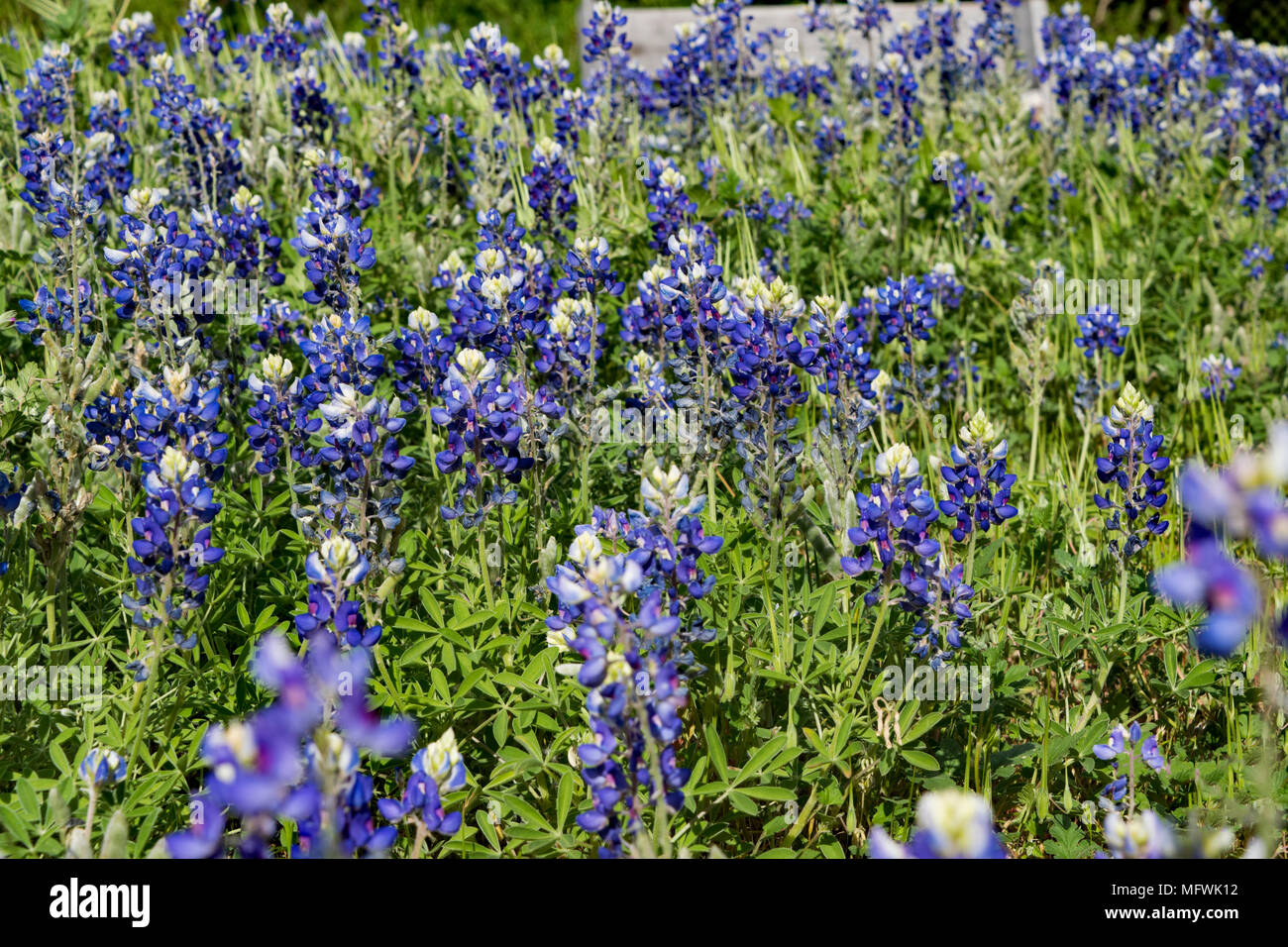 Campi di Bluebonnets trovati in un giardino delle farfalle in NW Texas al Parco Kerrville-Schreiner. Notare come un pregiato farfalla monarca santuario. Foto Stock