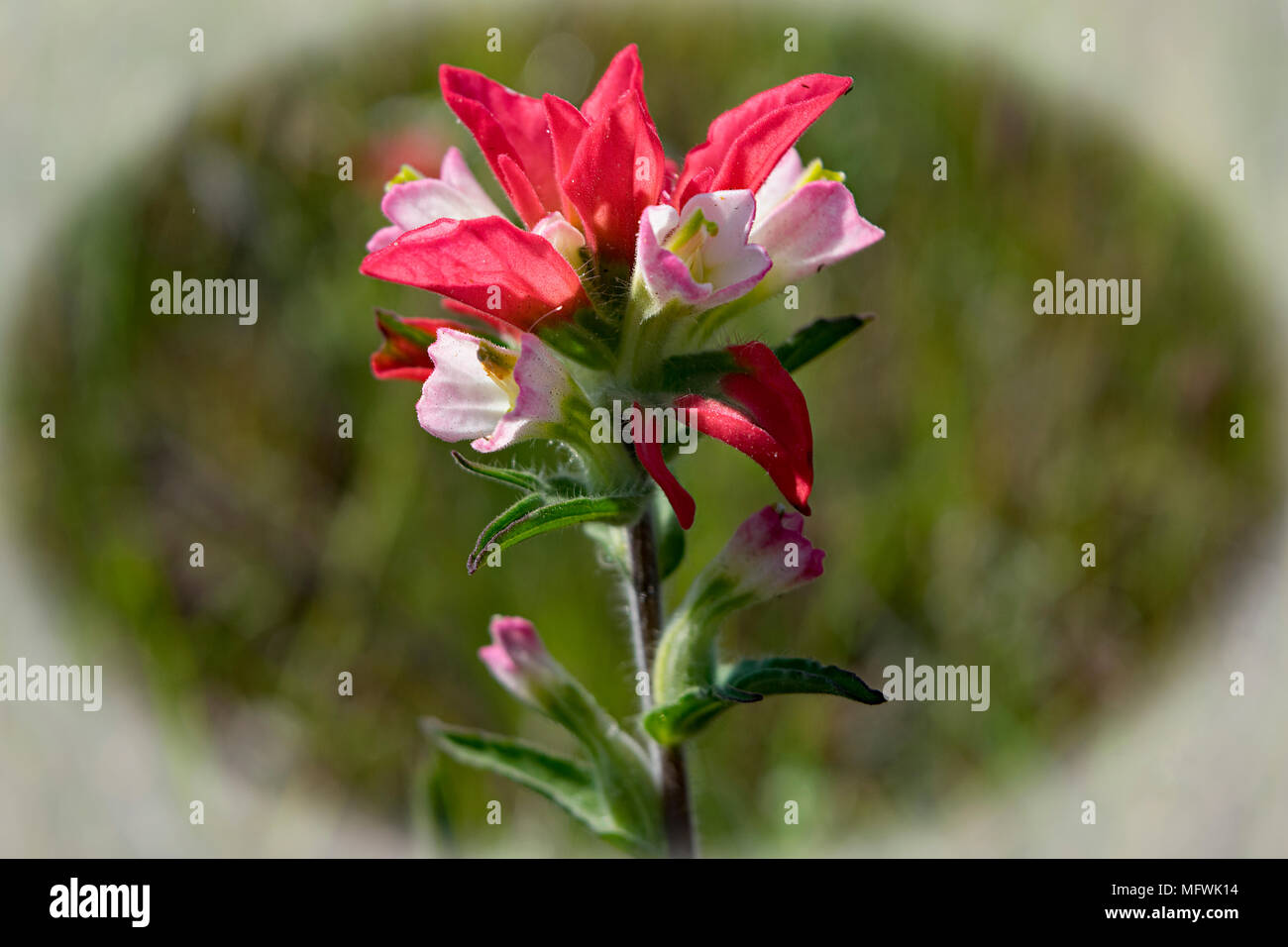 Rosa fiori selvaggi che attraggono le farfalle. Trovato in un giardino delle farfalle/habitat in Kerrville, Tx. Foto Stock