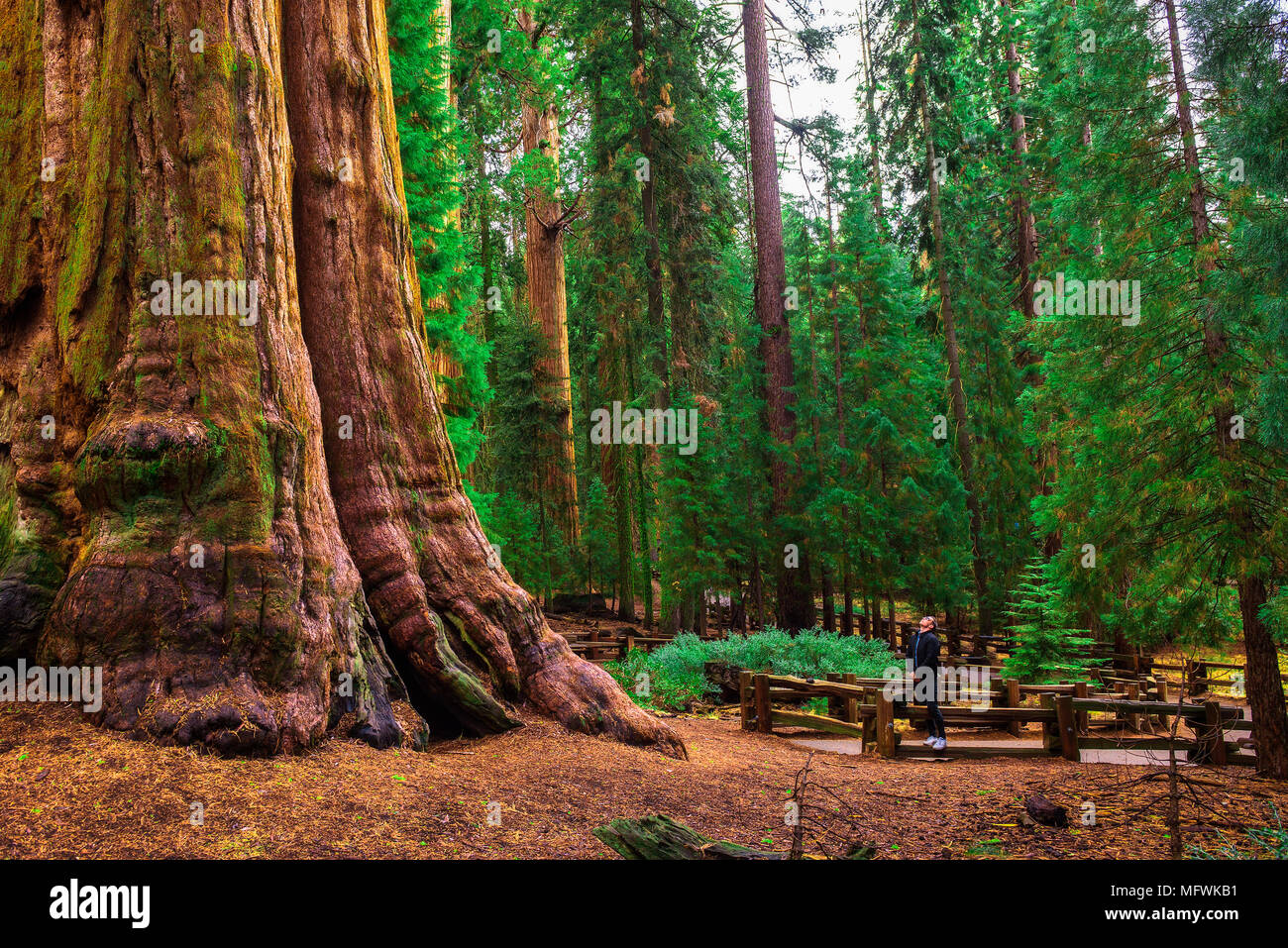 Guarda turistico fino a un gigantesco albero di sequoia Foto Stock