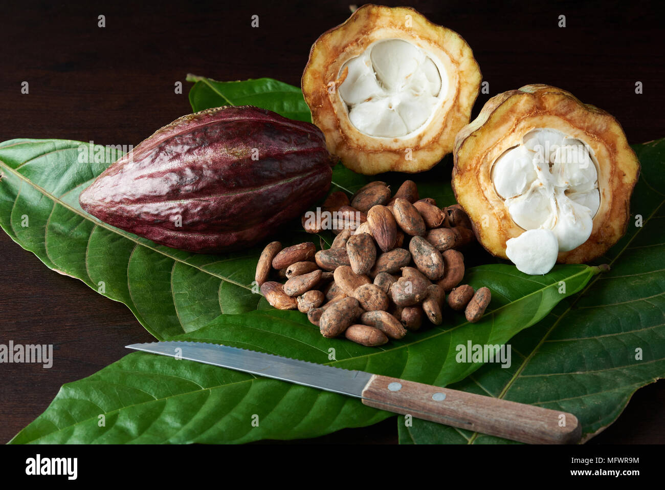 Fattoria di cacao concetto. Raccolto di piantagione di cacao Foto Stock