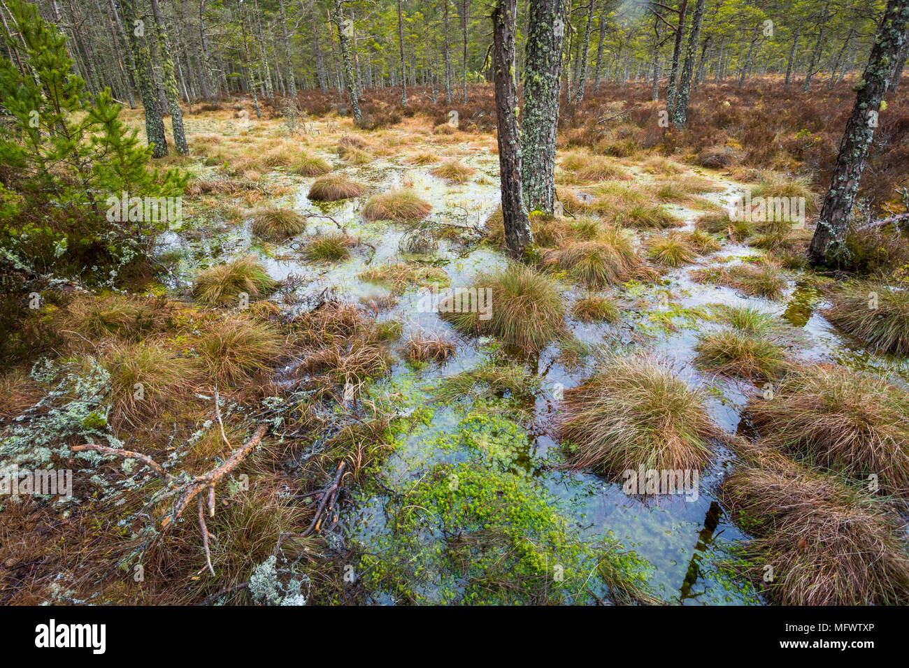 Bosco o foresta allagata con terreno vicino a Grantown on Spey, murene, Scotland Regno Unito Foto Stock