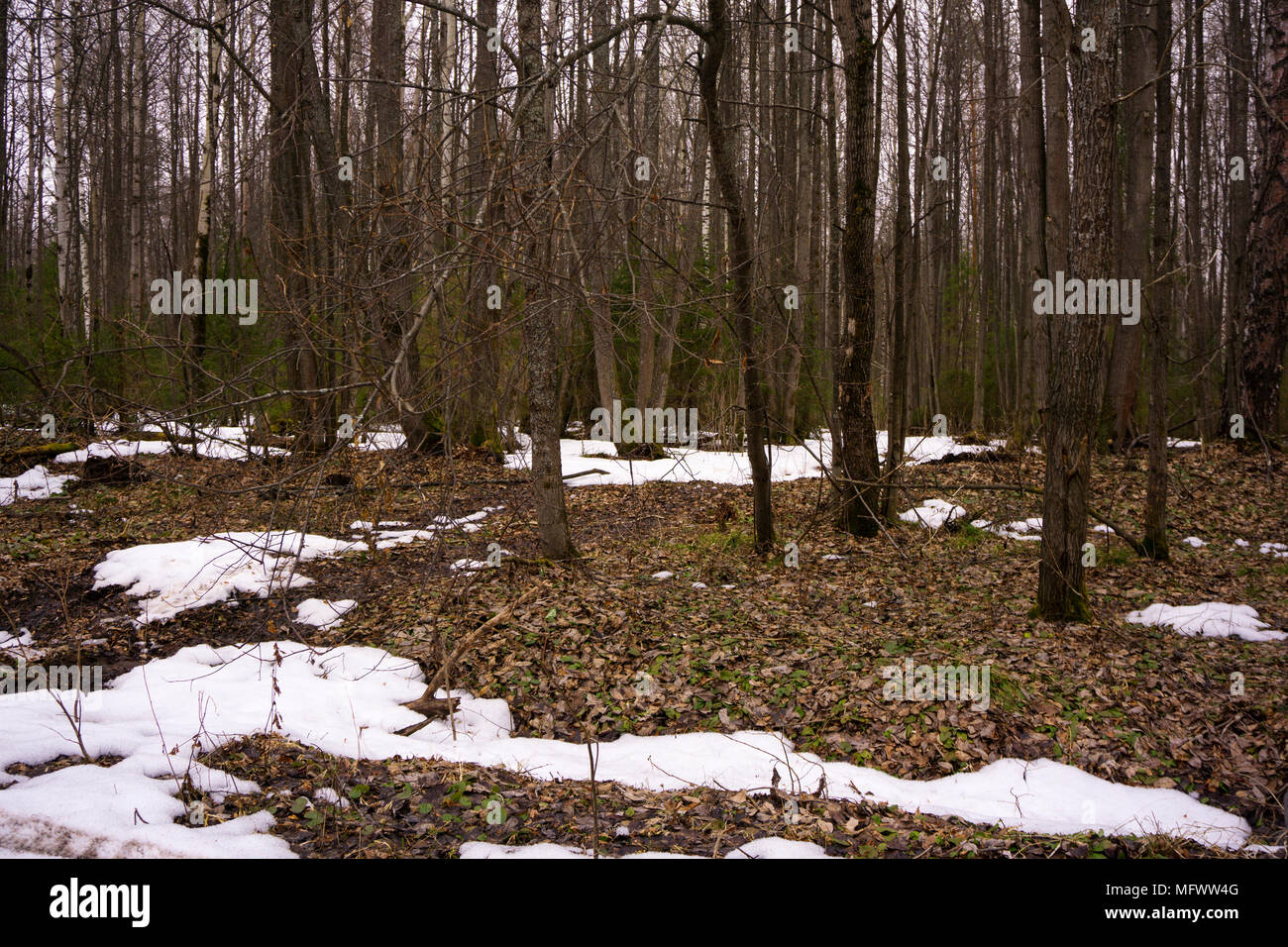 Inizio della primavera in un misto di foresta di conifere senza erba e foglie con macchie di neve che si scioglie e ampia scongelate le patch Foto Stock