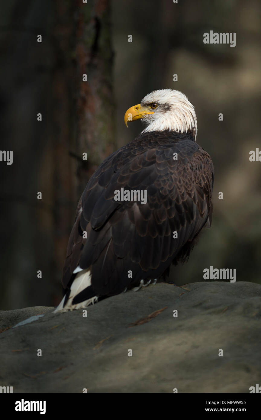 Aquila calva / Weisskopfseeadler ( Haliaeetus leucocephalus ), in appoggio su di una roccia a bordo di una foresta scura, seduti in un punto luce. Foto Stock