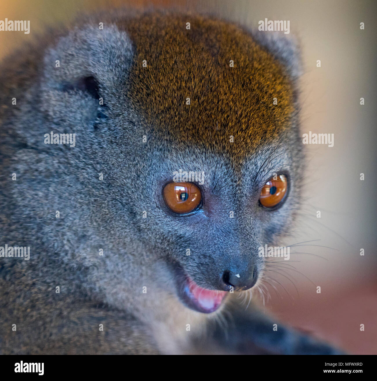 Western minore lemure bambù Hapalemur occidentalis noto anche come il nord del bamboo lemur ,western lemure dolce,Sambirano minore lemure di bambù Foto Stock