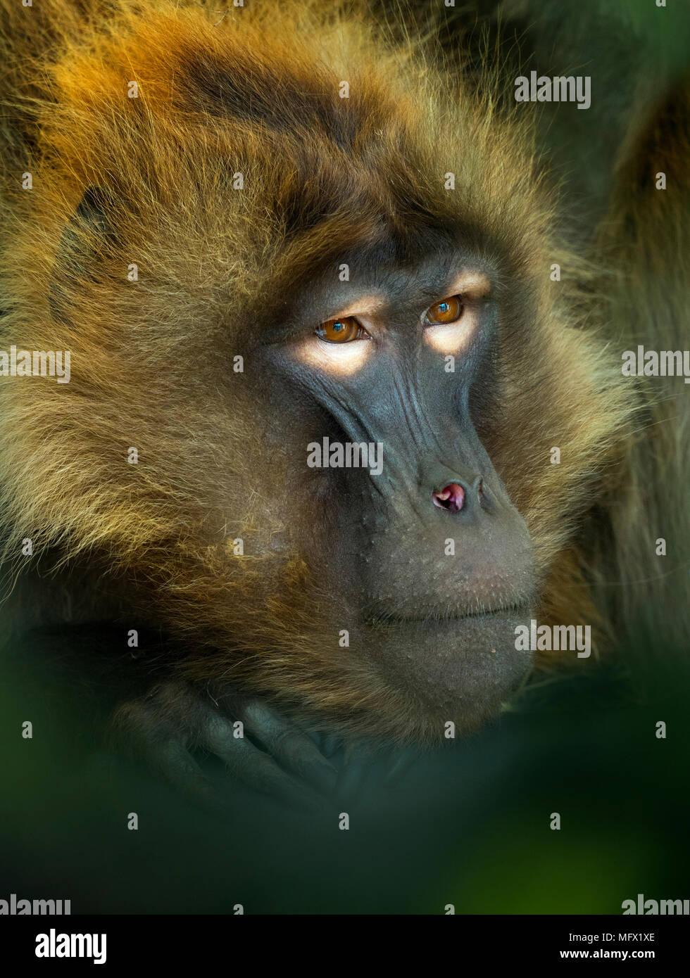 Babbuino Gelada Theropithecus gelada Foto Stock