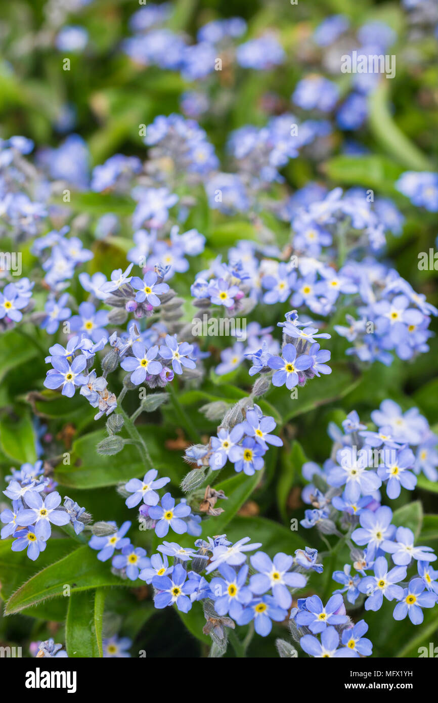 Myosotis sylvatica 'Msu Amélie" Foto Stock