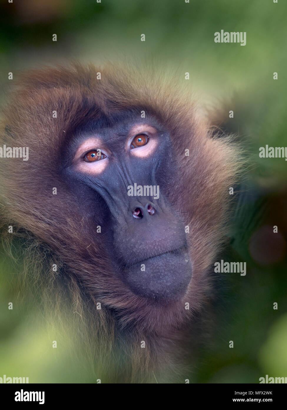 Babbuino Gelada Theropithecus gelada Foto Stock