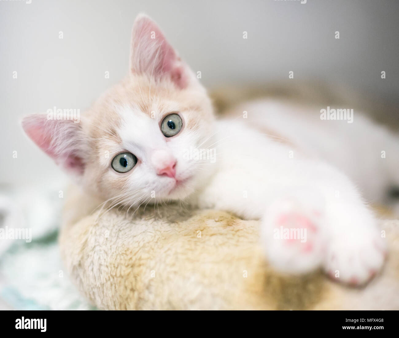 Un simpatico shorthair domestico gattino rilassante su un letto di cat Foto Stock