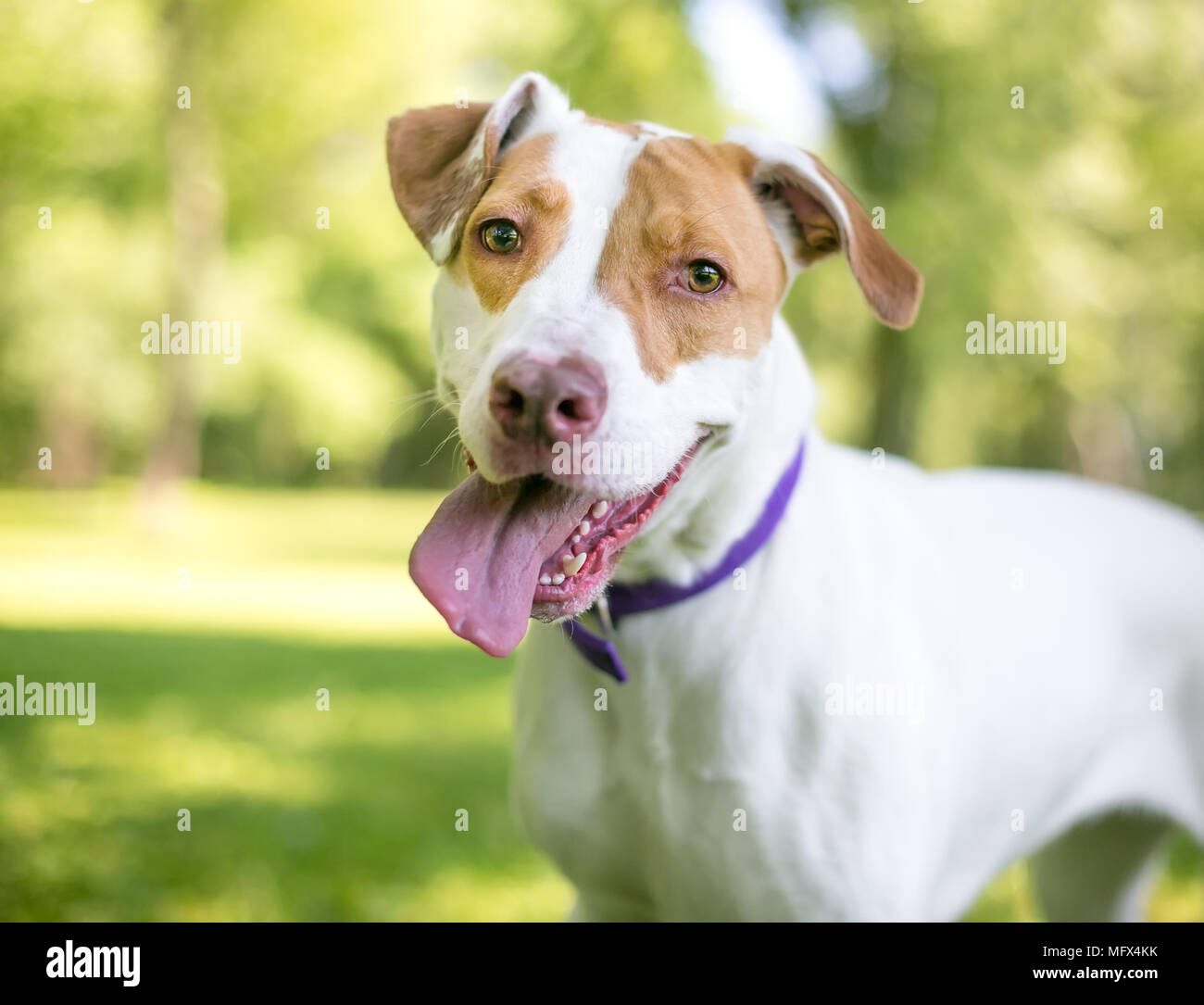 Un rosso e bianco Hound razza cane ansimante Foto Stock
