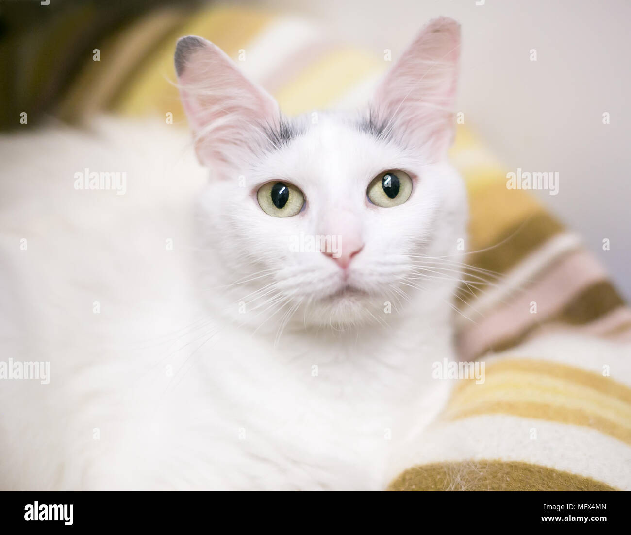 Un bel bianco domestico gatto Shorthair rilassante su un letto di cat Foto Stock