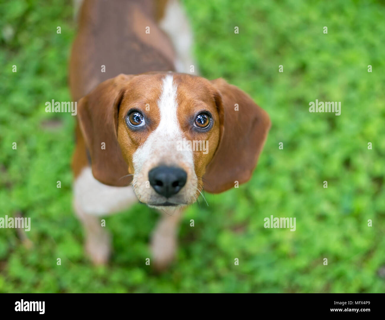 Un rosso e bianco cane Beagle cercando Foto Stock