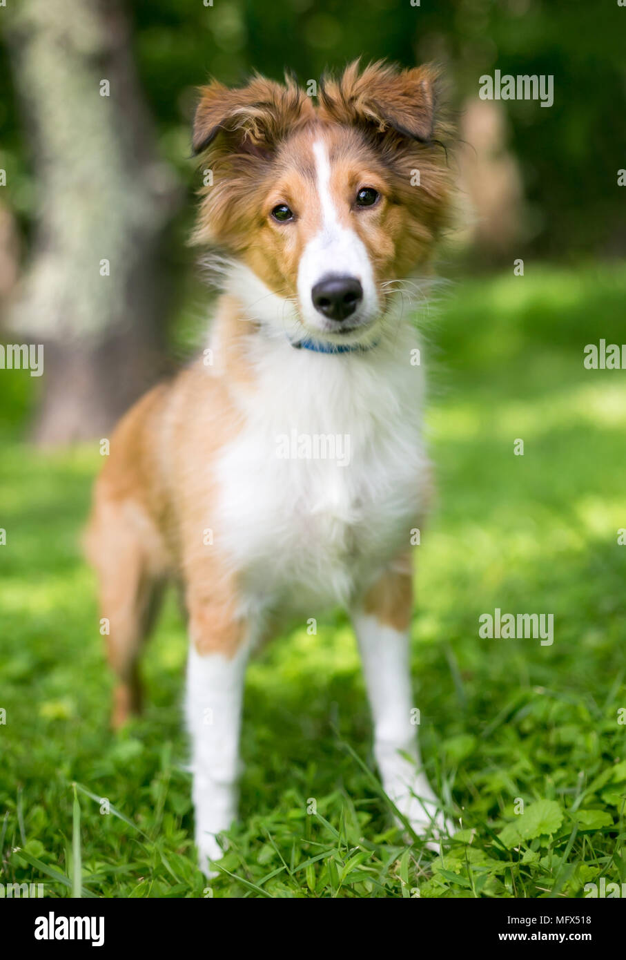 Una razza Shetland Sheepdog 'Sheltie' cucciolo all'aperto Foto Stock