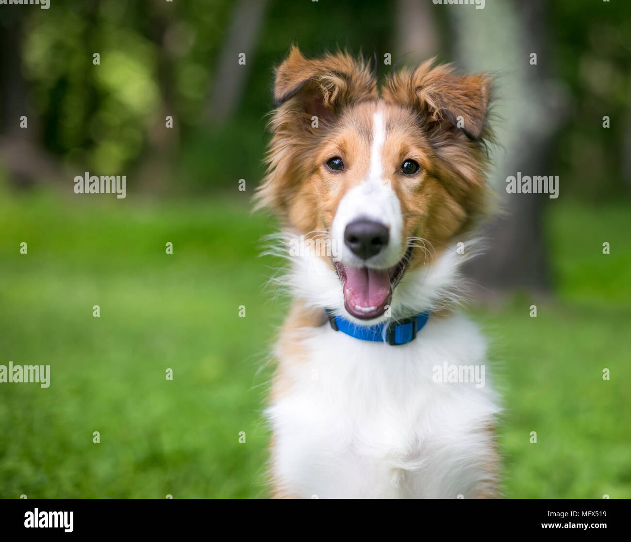 Una razza Shetland Sheepdog 'Sheltie' cucciolo sorridente Foto Stock