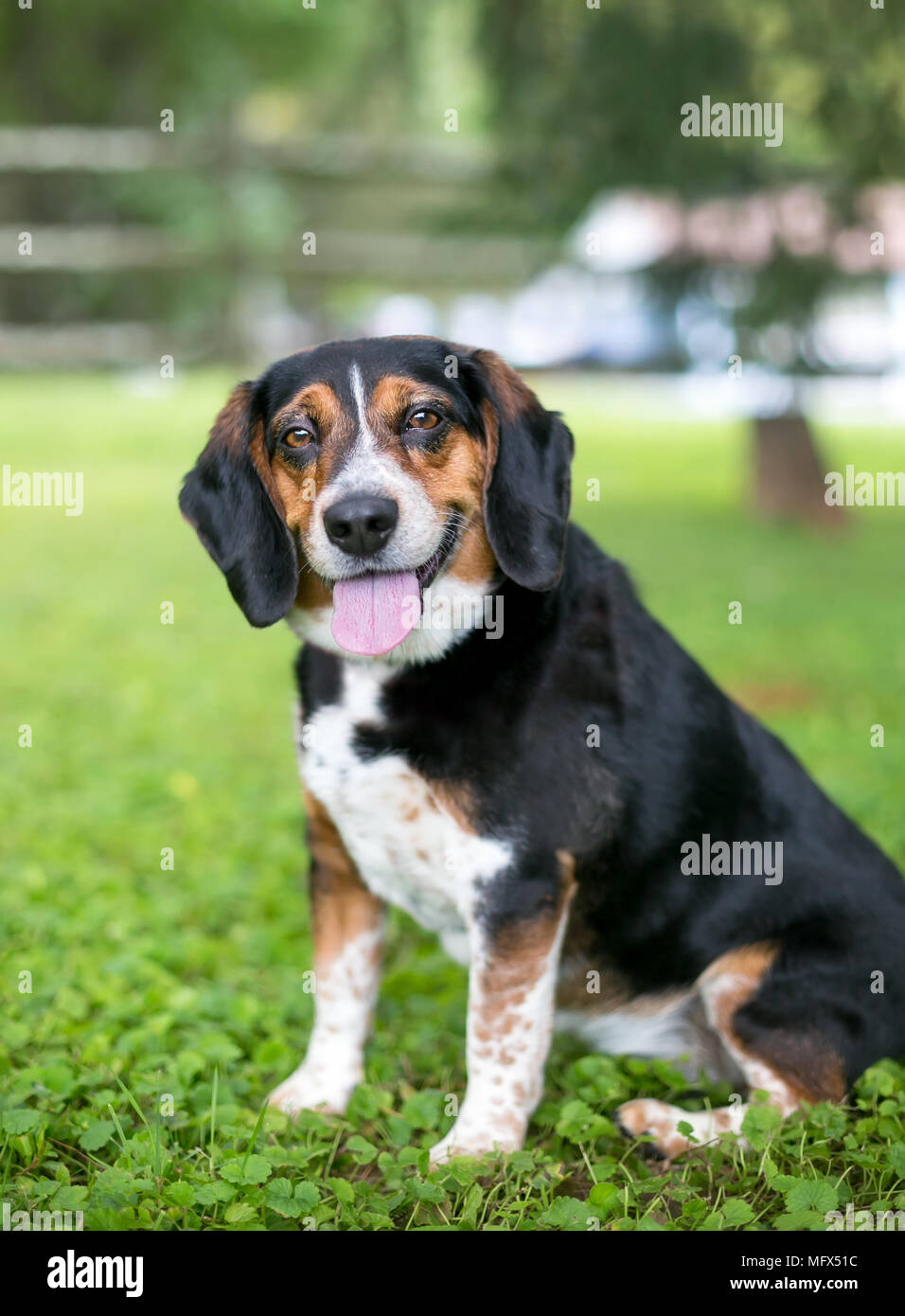 Un felice tricolore cane Beagle all'aperto Foto Stock