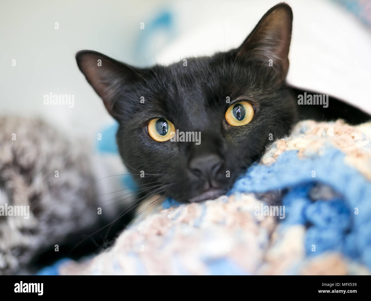 Un domestico nero shorthair gatto con gli occhi gialli rilassante su un morbido manto Foto Stock