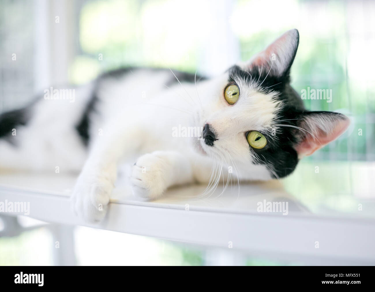 Un bianco e nero domestico gatto Shorthair lounging Foto Stock