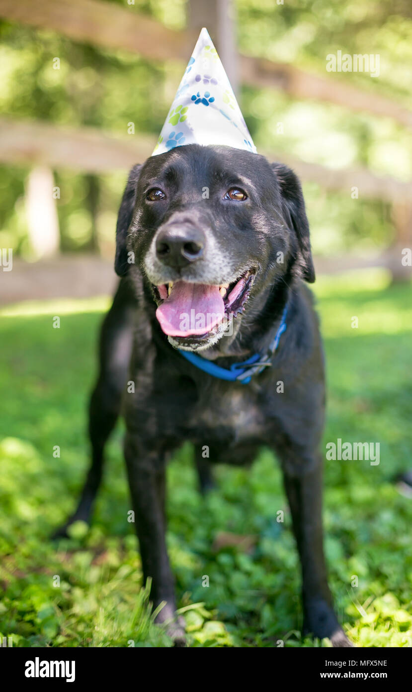 Un nero Labrador Retriever cane che indossa una festa di compleanno hat Foto Stock