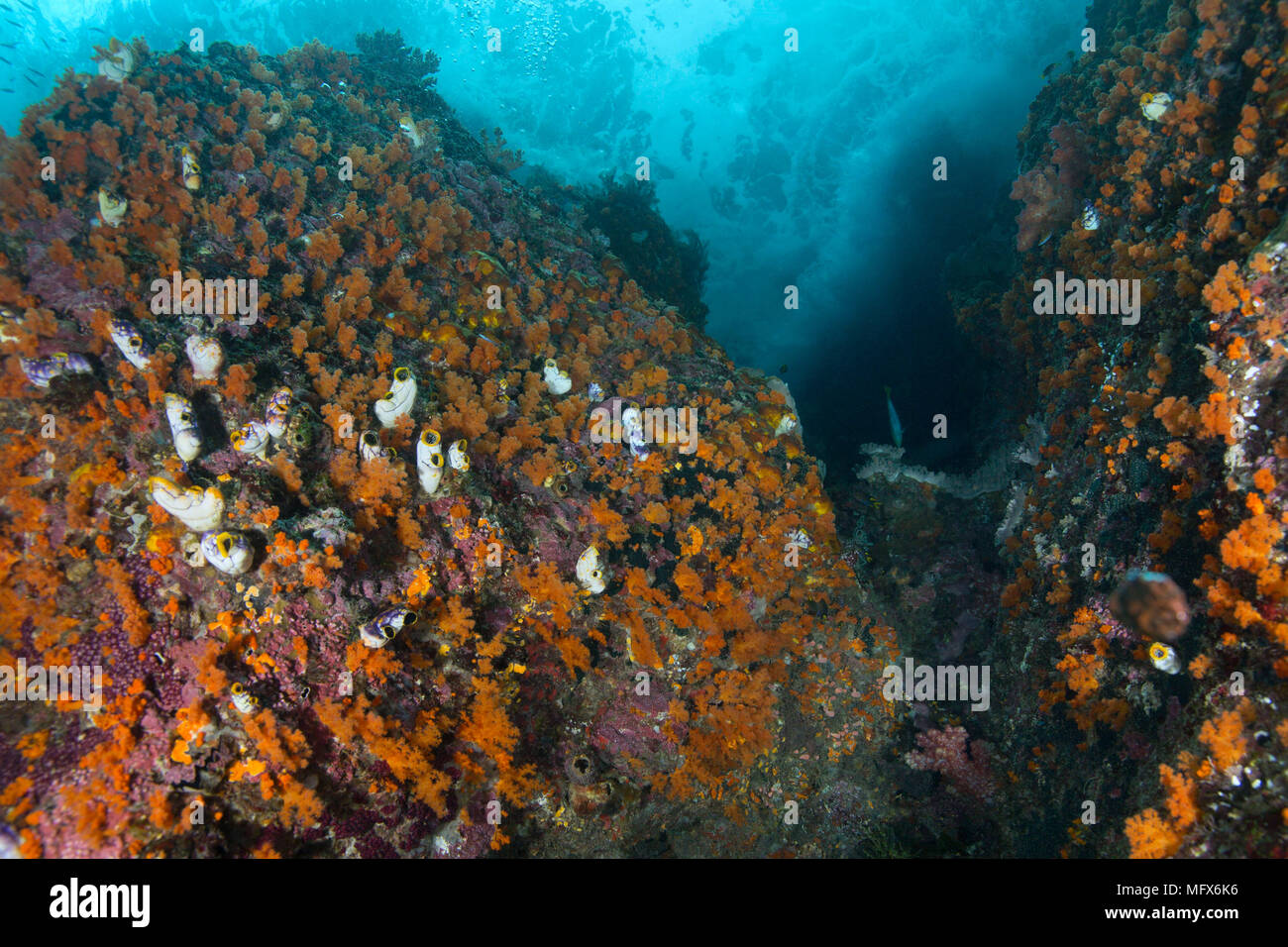 Fiore di colonie di coralli ad albero (Scleronephthya sp.). Tripudio di colori del mondo sottomarino. La foto è stata scattata nel mare Ceram, Raja Ampat, Papua, Indonesia Foto Stock
