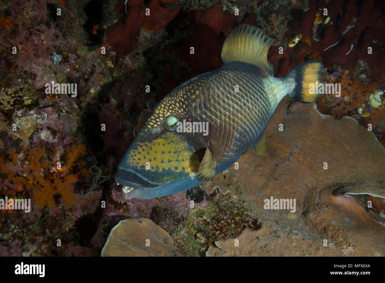 Titan pesci balestra (Balistoides viridescens). La foto è stata scattata nella banda mare, Ambon, West Pap Foto Stock