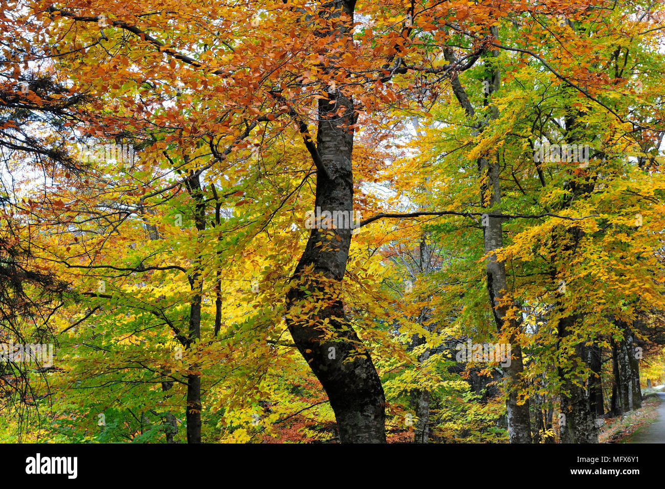 Acero di monte e faggi nel periodo autunnale. La Serra da Estrela Nature Park, Portogallo Foto Stock