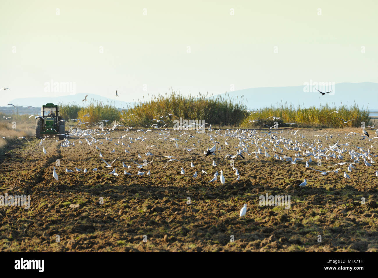 Piccoli gabbiani (Larus minutus) e airone guardabuoi (Bubulcus ibis) in un campo. Fiume Sado, Cachopos. Portogallo Foto Stock