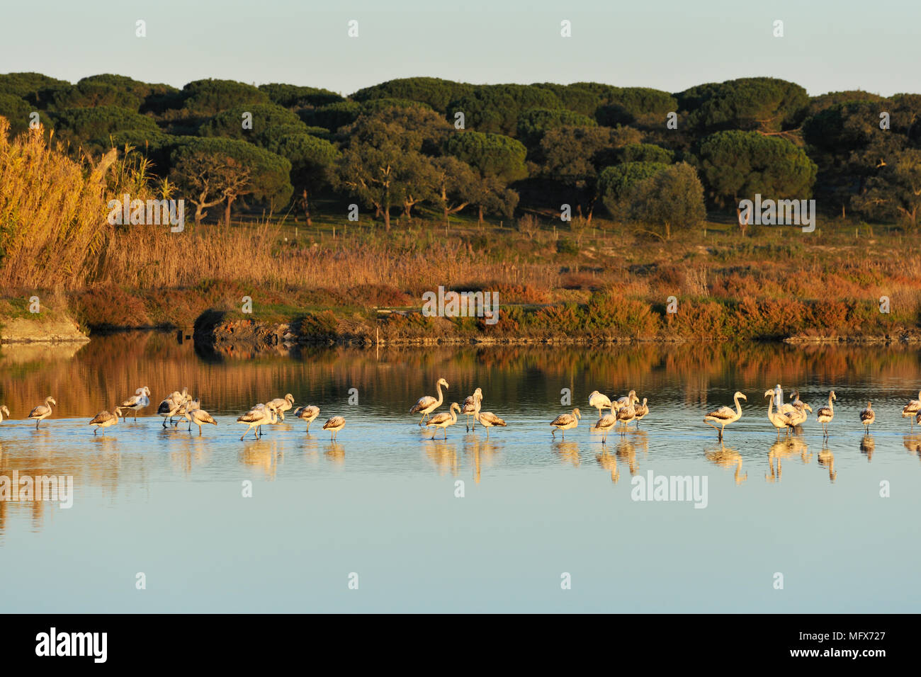 Fenicotteri (Phoenicopterus roseus) nelle paludi dell'estuario del Sado Riserva Naturale. Portogallo Foto Stock