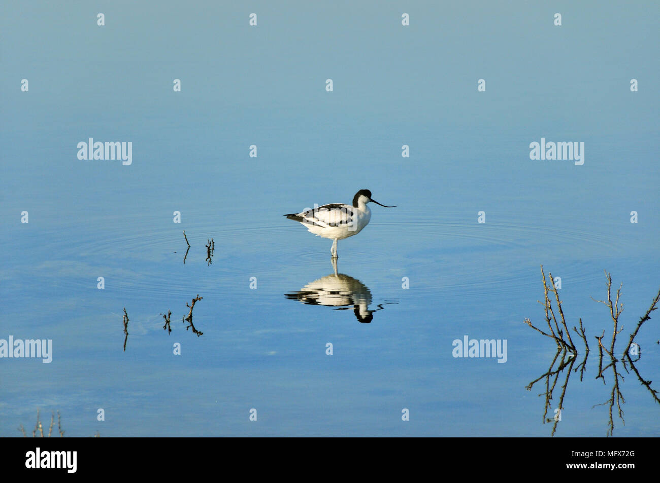 Pied Avocet (Recurvirostra avosetta). Fiume Sado. Portogallo Foto Stock