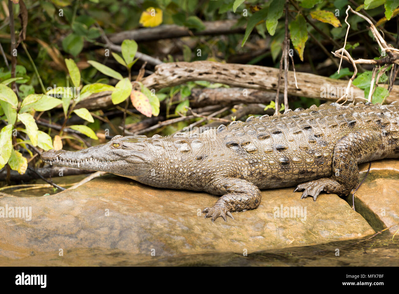 Coccodrillo di acqua dolce sul fiume Grijalva Chiapas, Messico Foto Stock