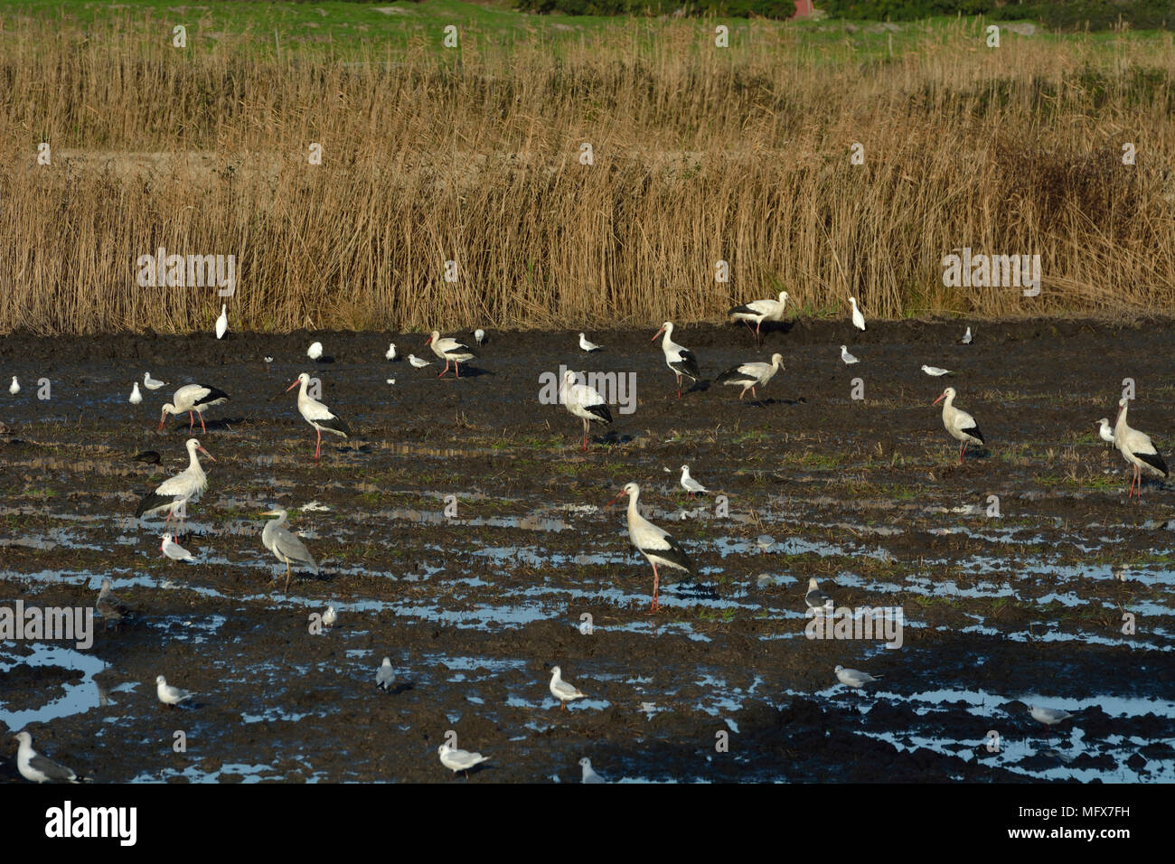 Cicogne in un campo di riso, estuario del Sado Riserva Naturale. Portogallo Foto Stock