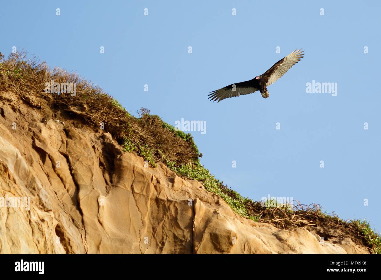 La Turchia vulcher battenti lungo la scogliera, California, Inverness, Point Reyes National Seashore, presa 02.2017 Foto Stock