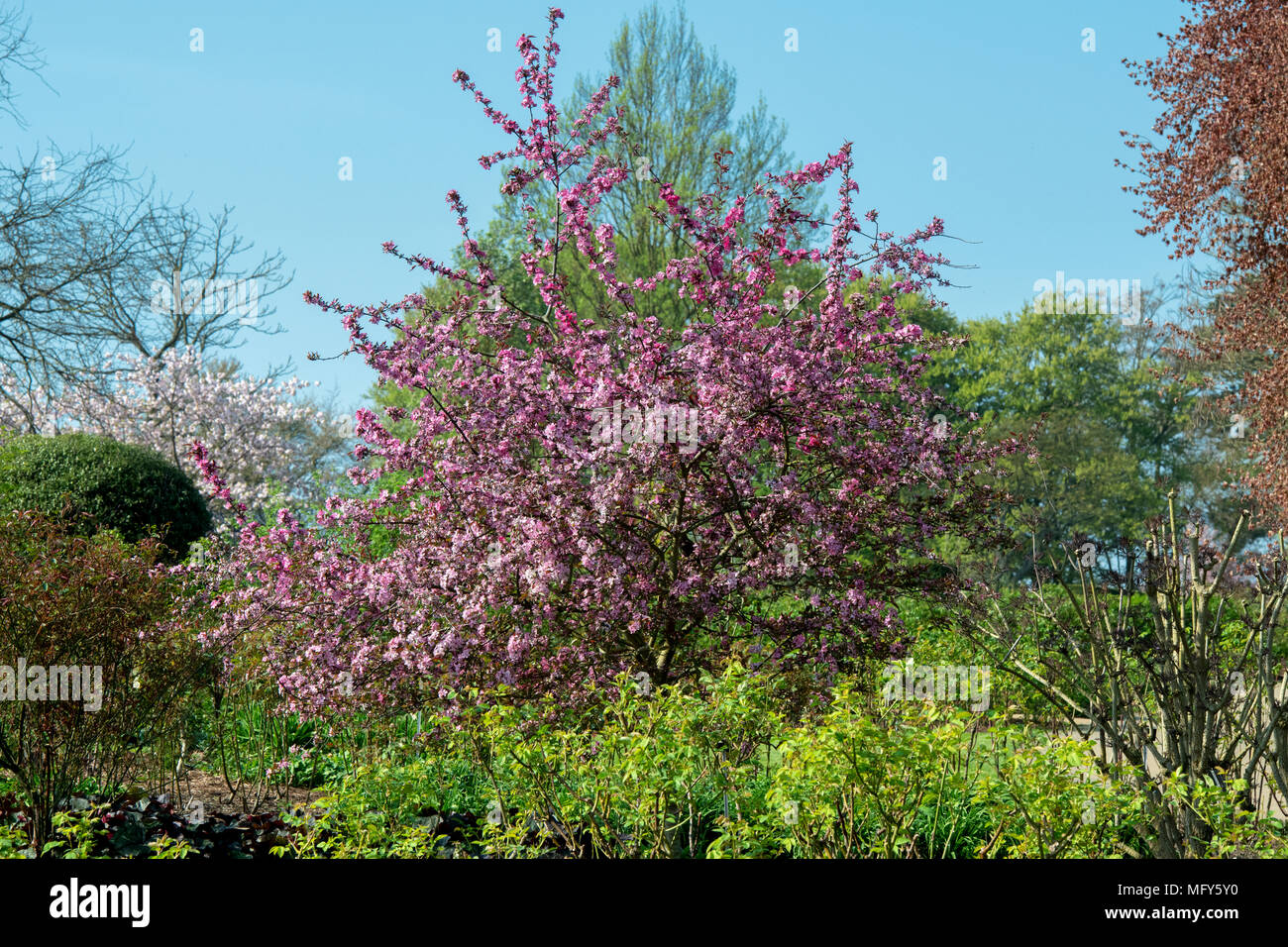 Malus "Cardinale". Crab Apple "Cardinale" fiorisce in primavera. Regno Unito Foto Stock