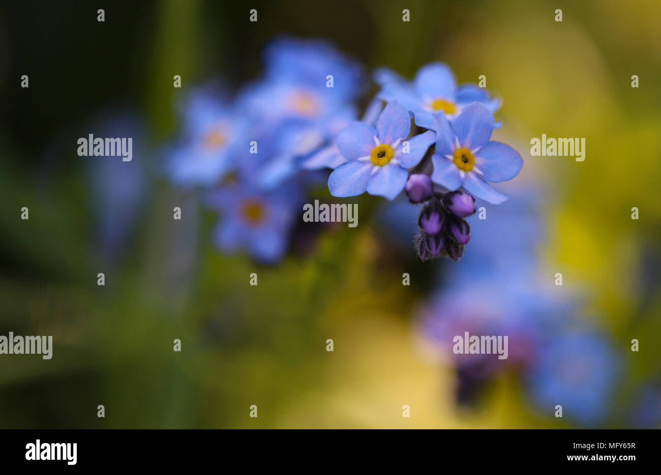 Non ti scordar di me, Myosotis Sylviatica, , macro immagine raffigurante delicati fiori blu con centro giallo, Shepperton Inghilterra, Regno Unito Foto Stock