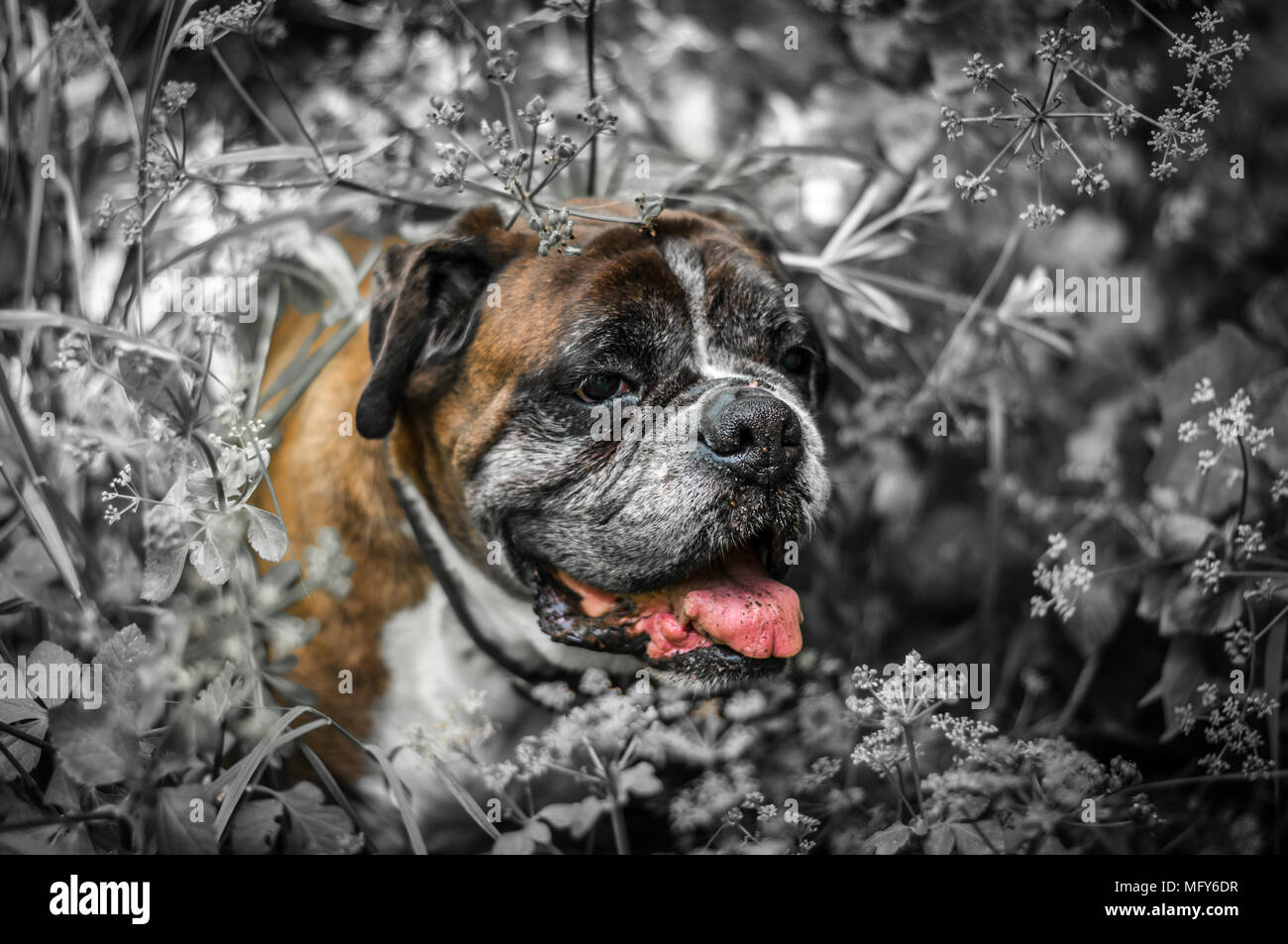 Isolato boxer tedesco testa di cane su dissaturato sfondo costituito di erba alta in un prato Foto Stock