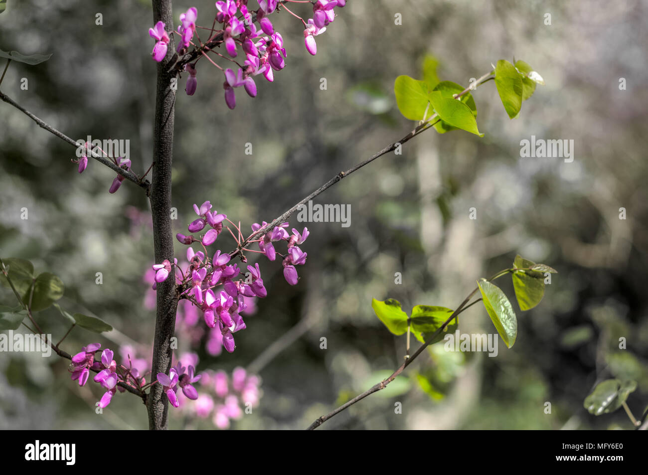 Primo piano della rosa redbud fiori in giornata di sole di primavera su sfondo dissaturata Foto Stock