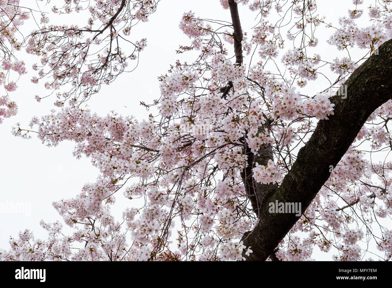 Fiori di Ciliegio che esplode di bloom intorno a Washington DC. Foto Stock